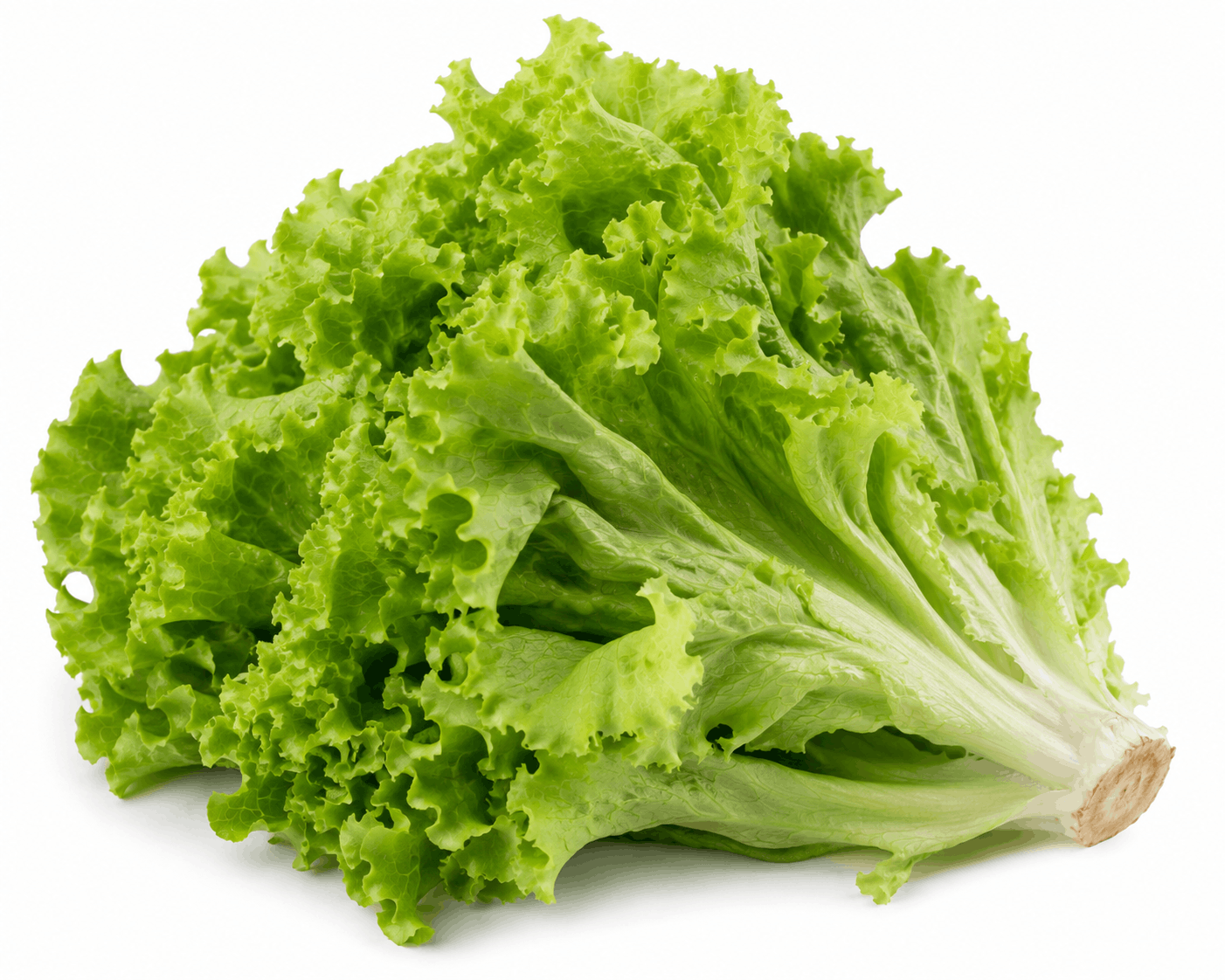 Lettuce